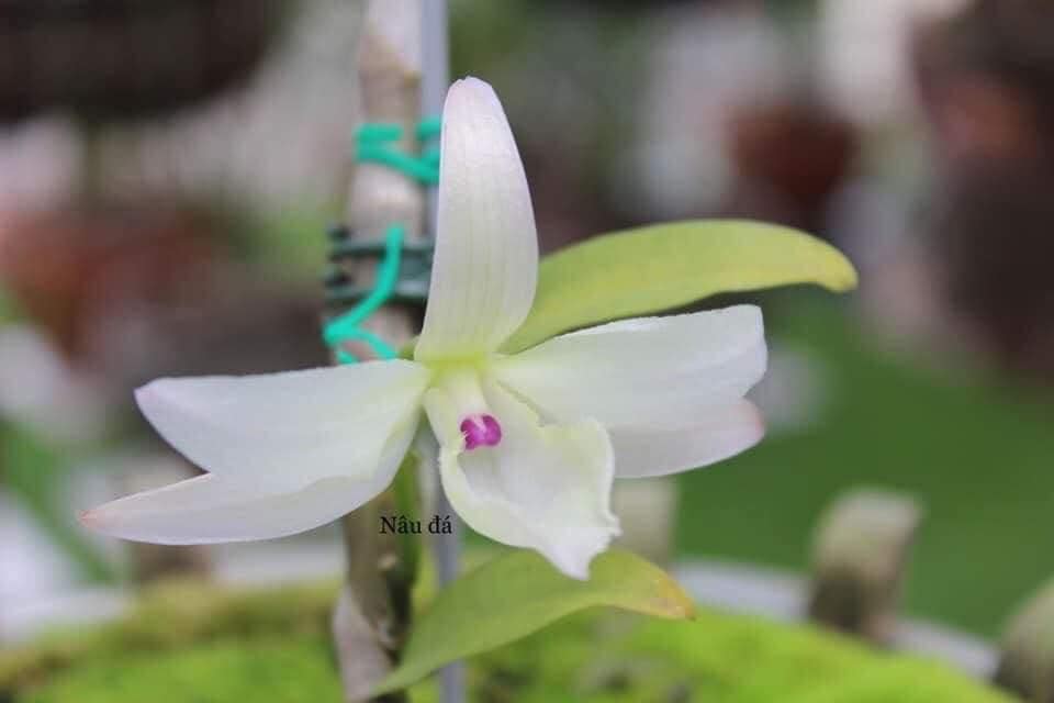 Phi Điệp Hồng Bích Quyết CÂY RA CHAI NĂM HAI