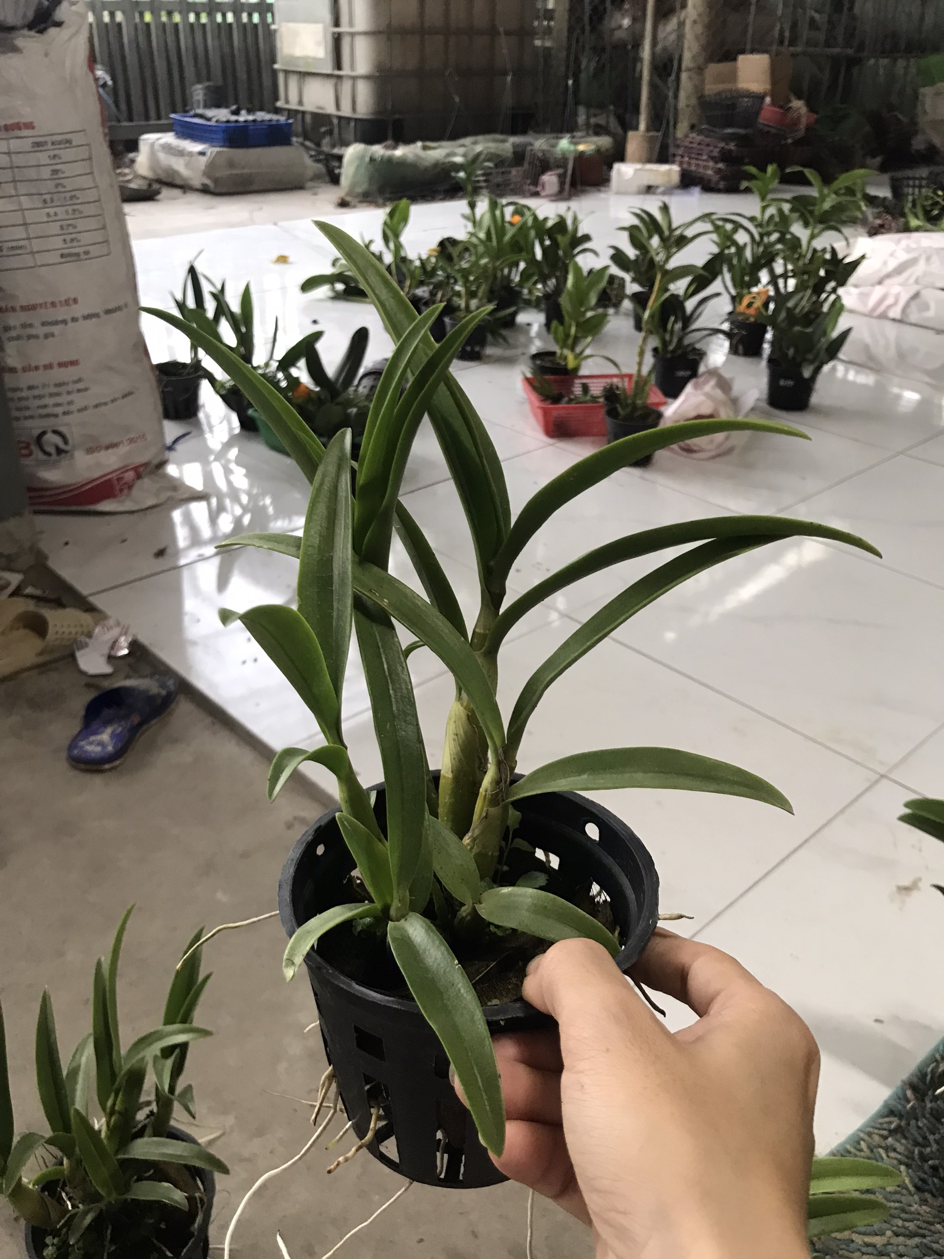 Denro nắng xưa tre vàng lưỡi đỏ thơm