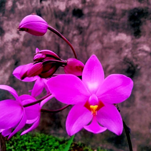 Cây hoa Lan chu đỉnh