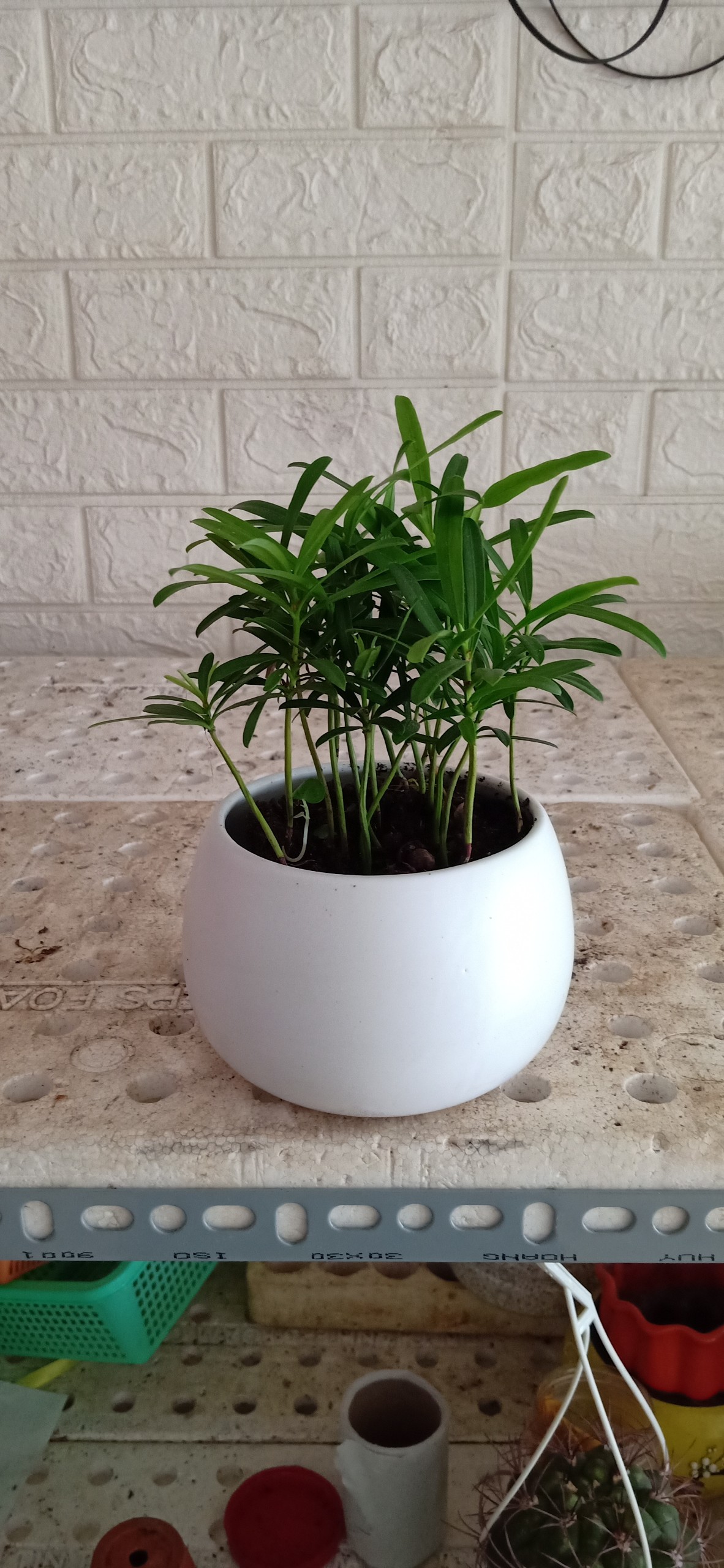 [HCM]CÂY VẠN NIÊN TÙNG MINI ĐỂ BÀN - TẶNG SỎI