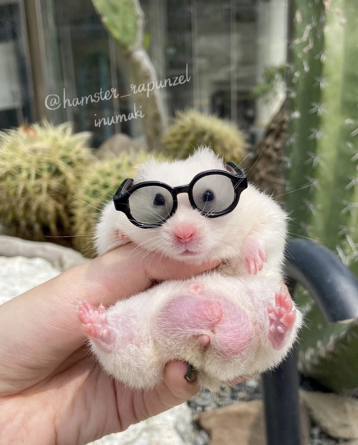 Muỗng ray lọc cát cho Hamster 🐹