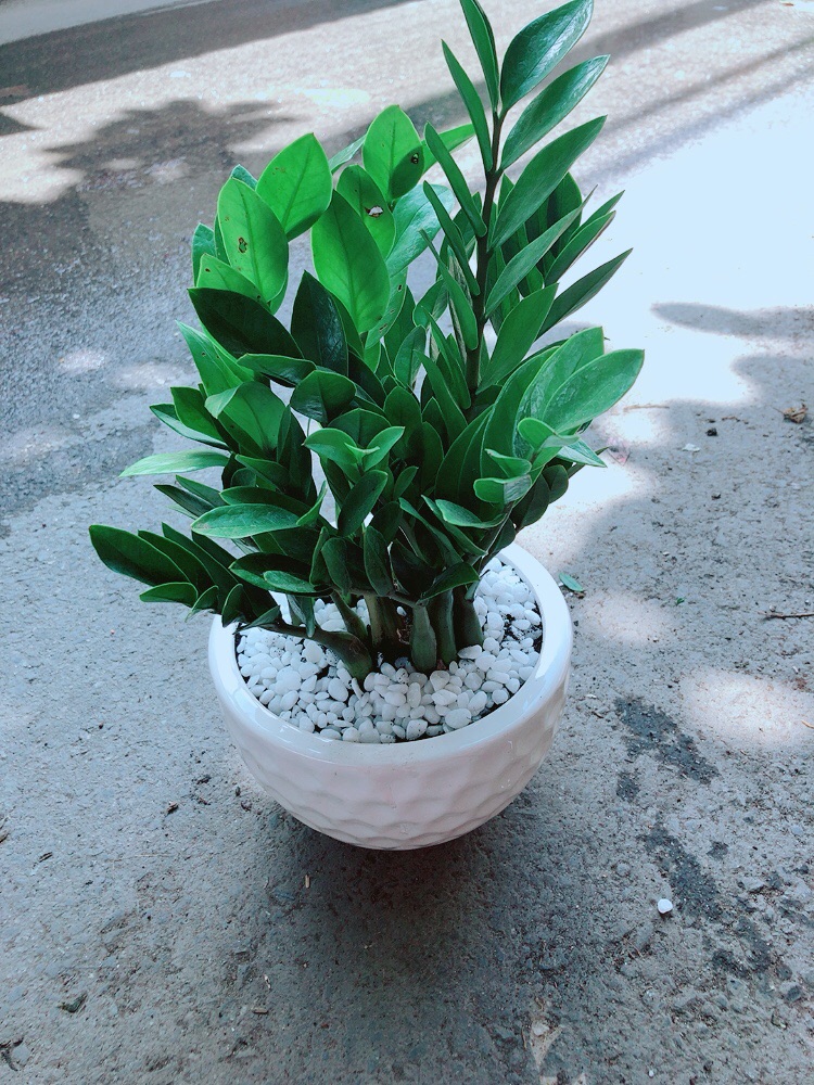 [HCM]Chậu Kim Tiền