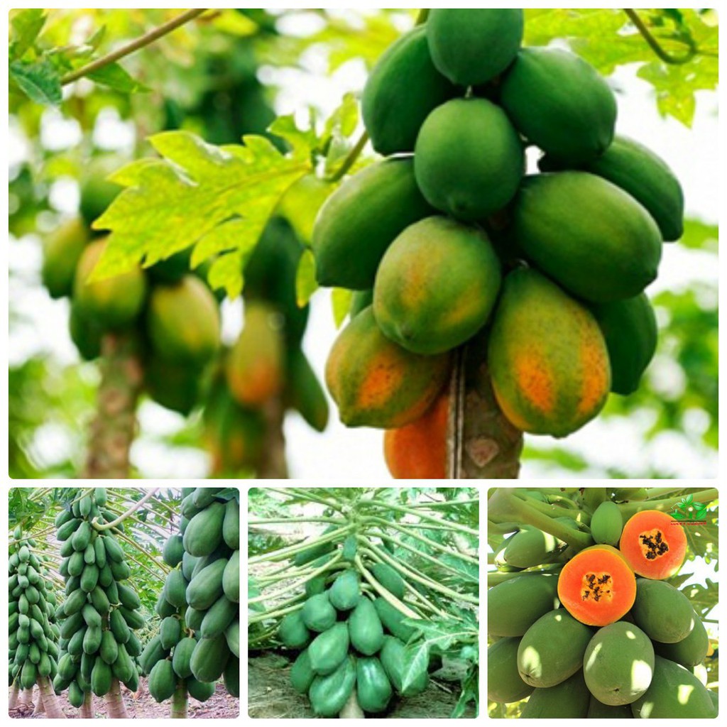 Hạt giống đu đủ lùn siêu trái/gói 10 hạt