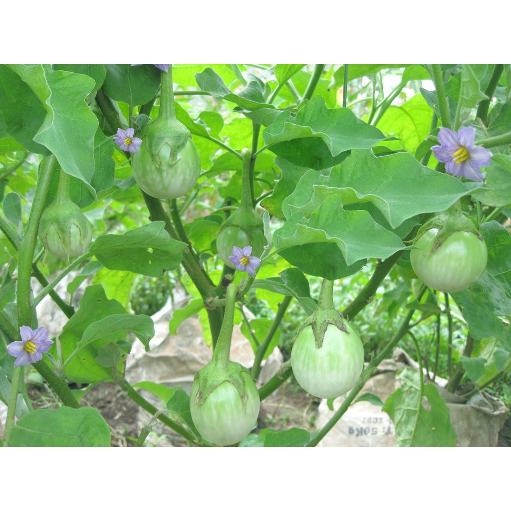 Hạt giống Cà Dĩa Da Ếch TN