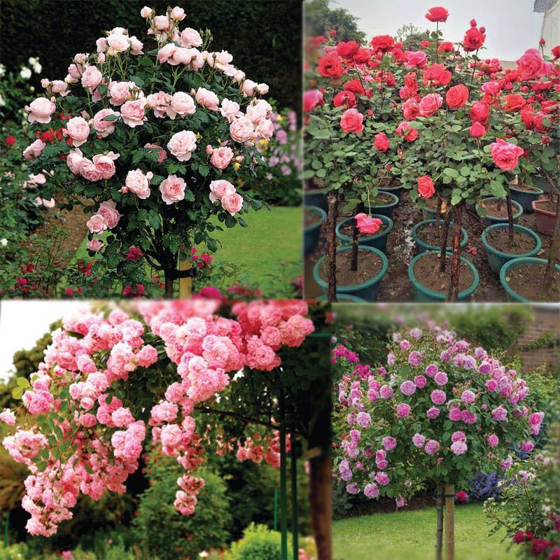 "Gói 20 Hạt " Hạt giống hoa hồng thân gỗ nhiều màu