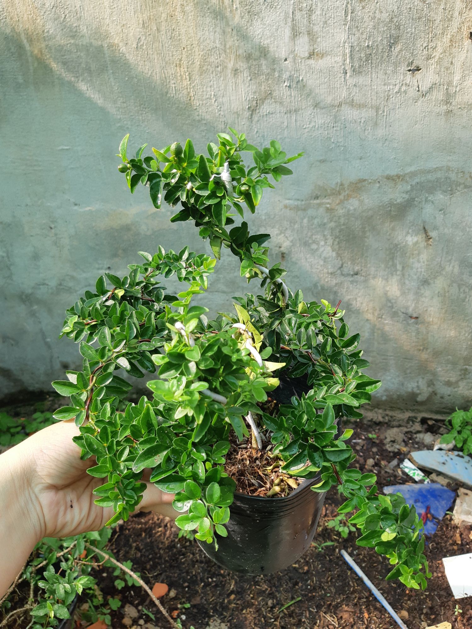 kim quýt thái bonsai mini