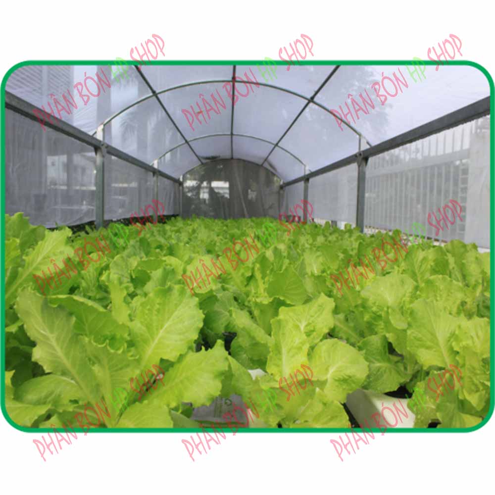 Dinh Dưỡng Thủy Canh Rau Ăn Lá Hydro Leafy (200g)