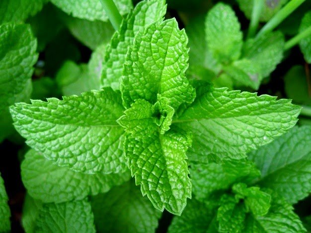 Hạt giống rau húng chanh gói 0.2g