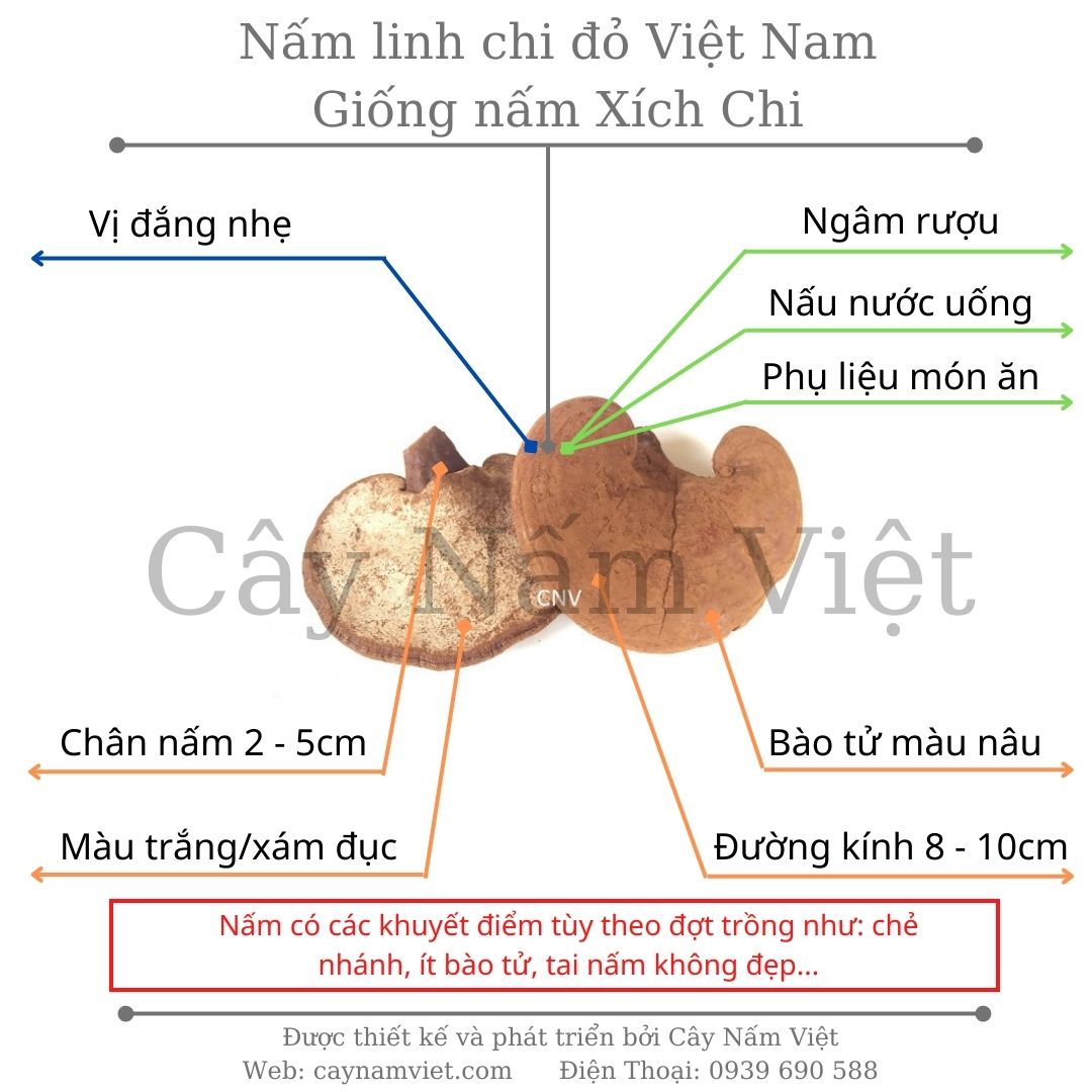 Nấm linh chi đỏ CNV 500g loại thường (Xích chi Việt Nam)