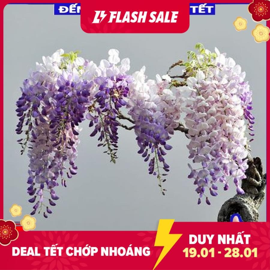 HG15 Gói 5 hạt giống hoa tử đằng trồng chậu F1 đẹp mê hồn - Đến Mùa Ra Hoa Tết