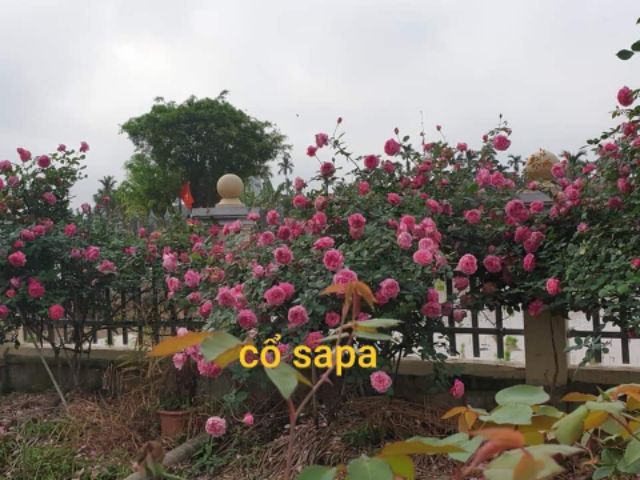 Cành chiết bụi hồng cổ sapa