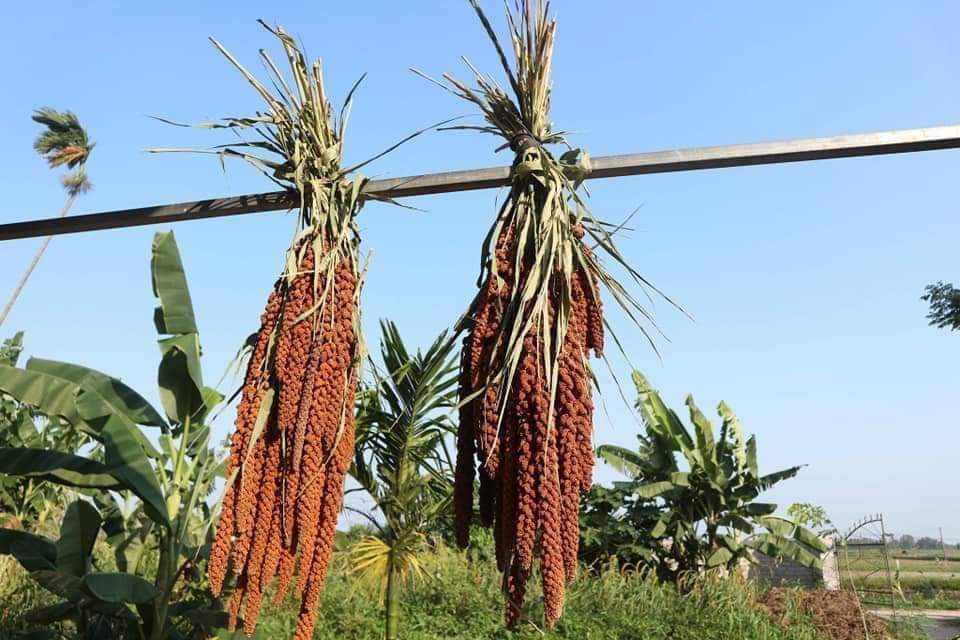 1kg kê nếp hút chân không