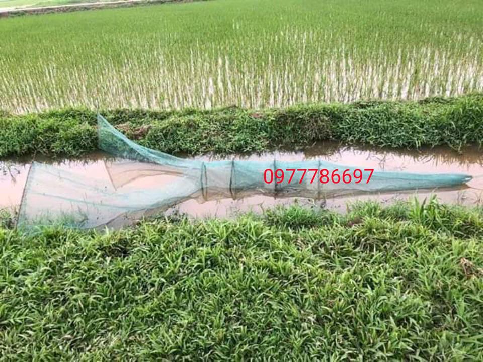dớn chặn sông mương bắt các loại cá