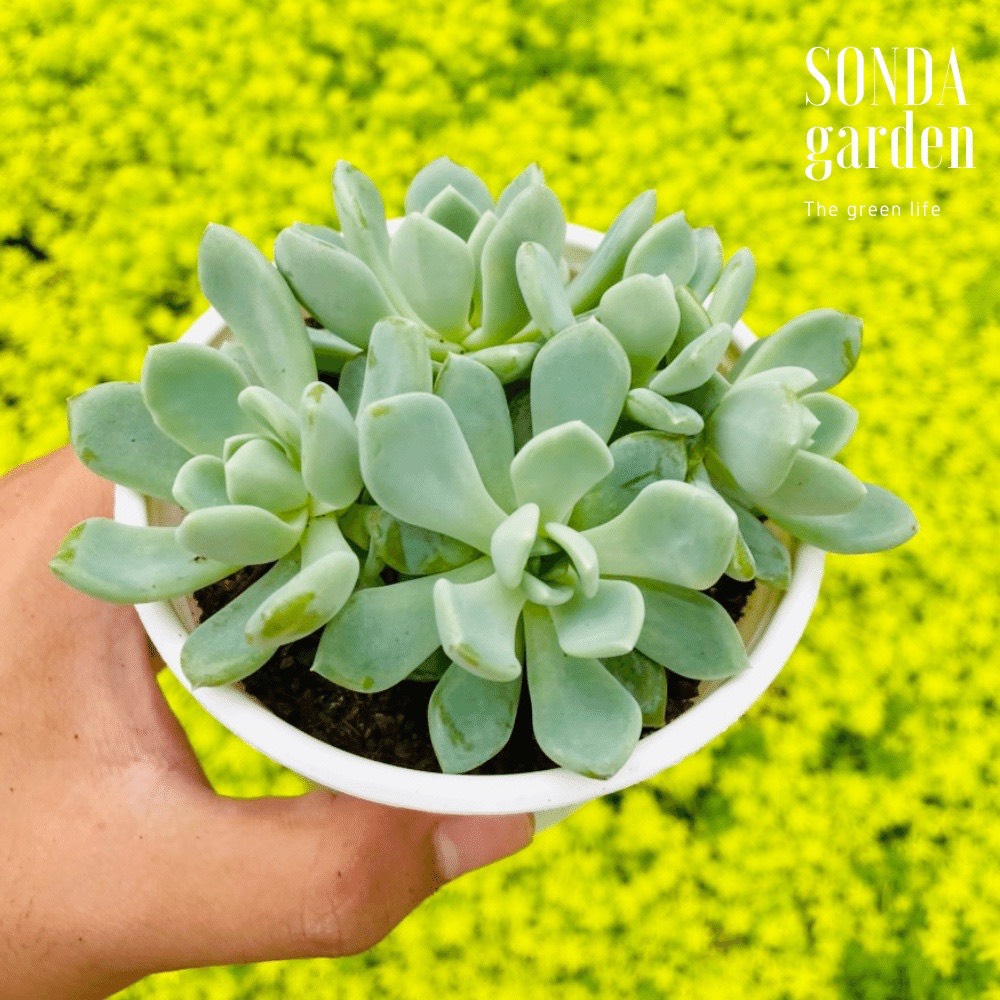 SEN ĐÁ RUBY TRẮNG SIZE TRUNG BÌNH SIÊU KHỎE ĐẸP LỖI 1 ĐỔI 1