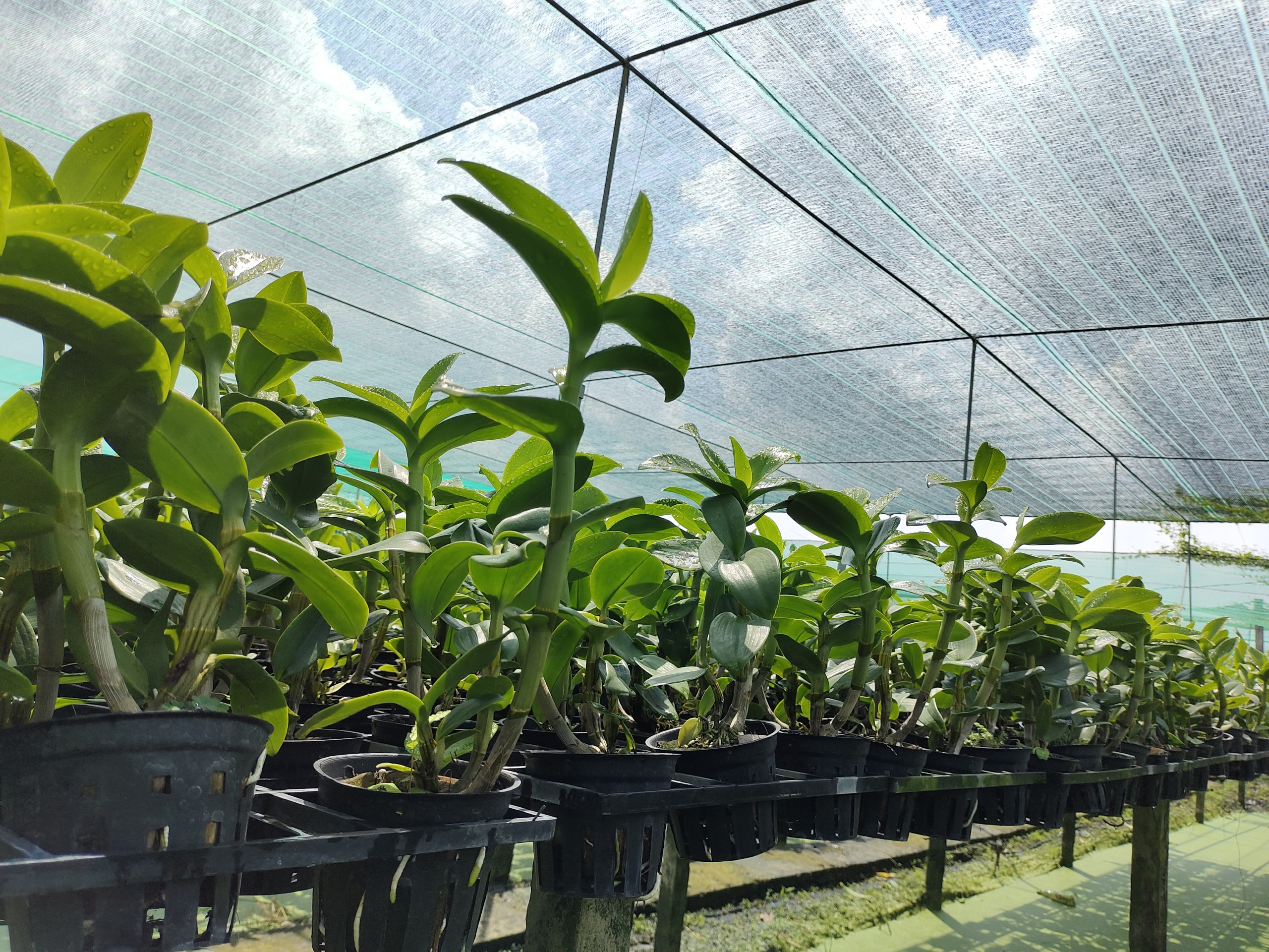 Dendro nắng lưỡi bò tím siêng hoa