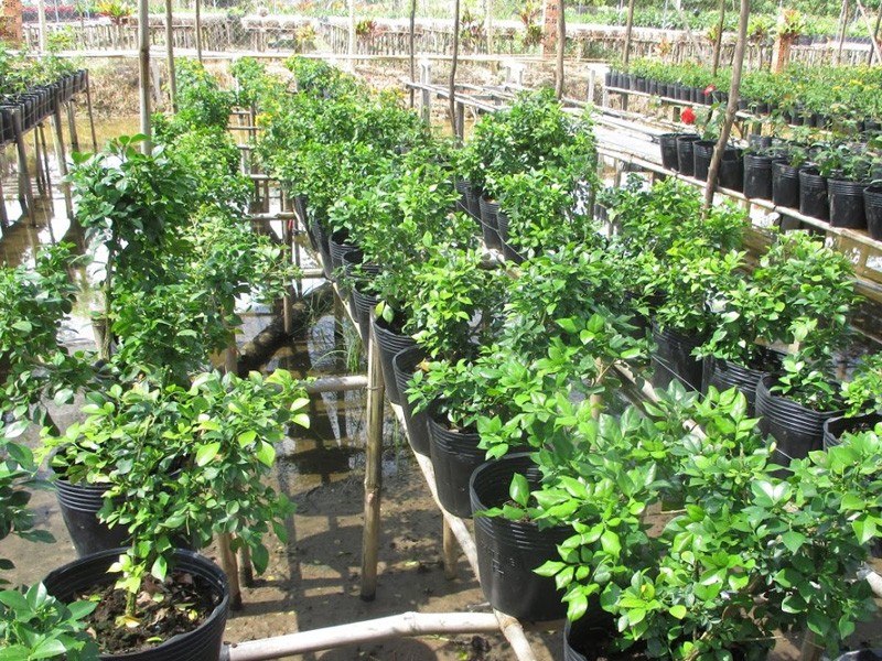 Combo 02 cây nguyệt quế cây - cây bonsai - cây giống nguyên bầu to khỏe + tặng 3 cây quế dược liệu