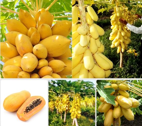 Hạt giống Đu đủ vàng