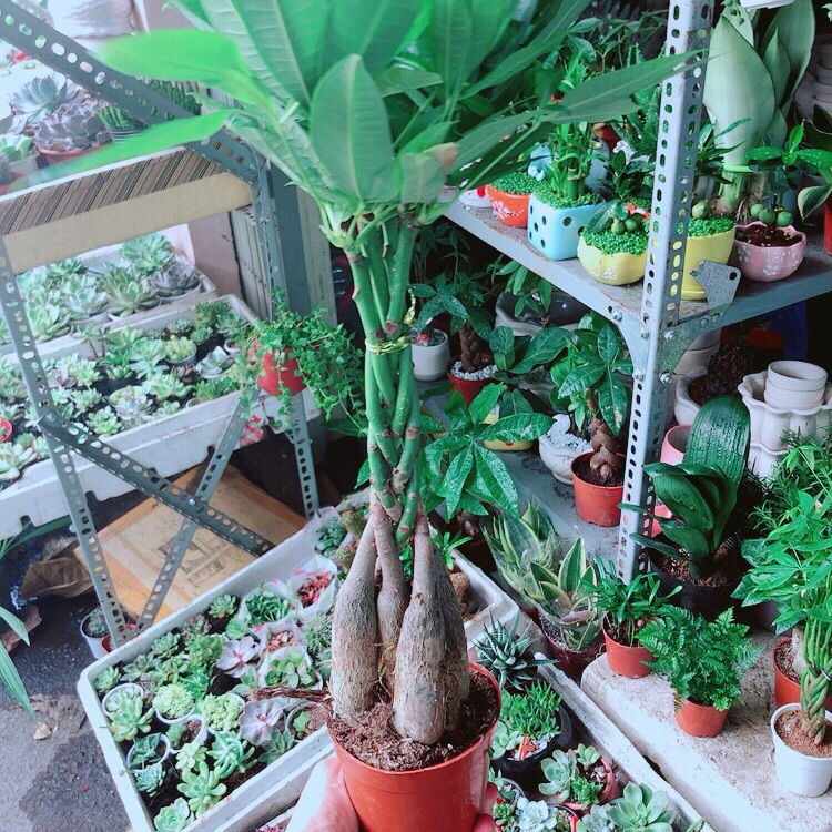 Chậu kim ngân 5 thân lớn