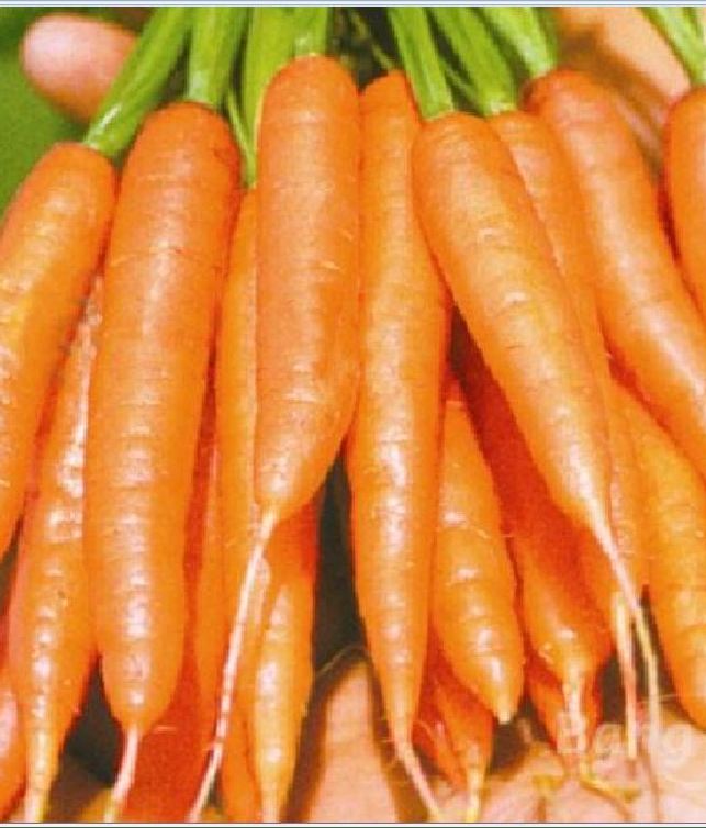 Hạt giống Cà rốt tí hon mini ( cà rốt tí hon ) - gói 100 hạt