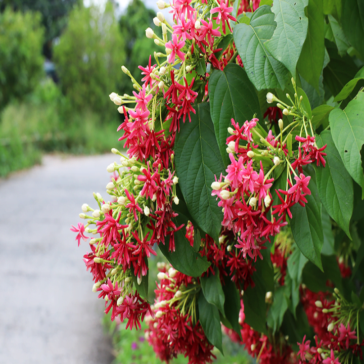 Cây hoa sử quân tử  cao 1m đang ra hoa - 56567