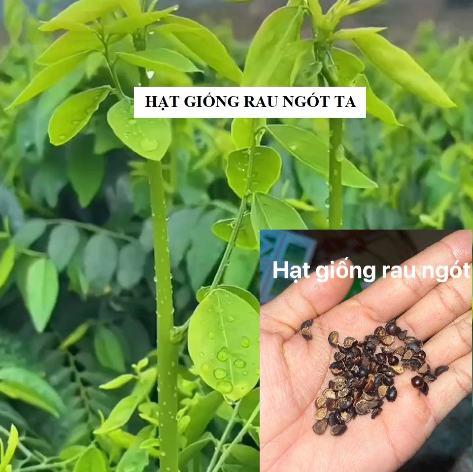 COMBO 3 gói hạt giống rau ngót ( rau bồ ngót )