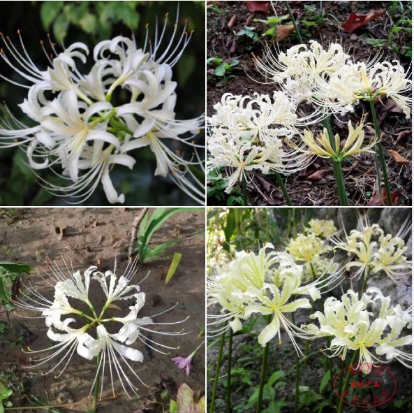 Bộ 3 củ giống hoa bỉ ngạn hoa màu trắng ( tặng 3 viên nén ươm củ )