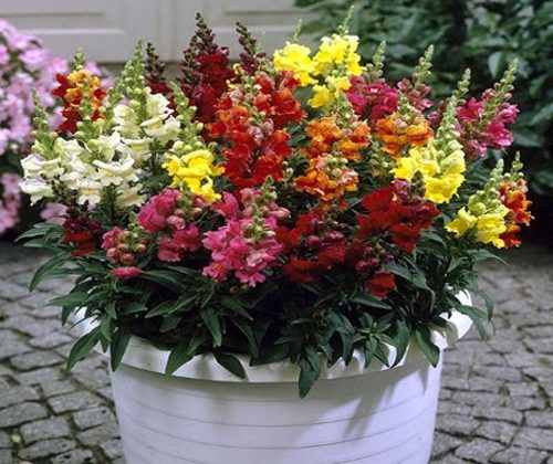 [Gói 200 Hạt] Hạt Giống Hoa Mõm Sói