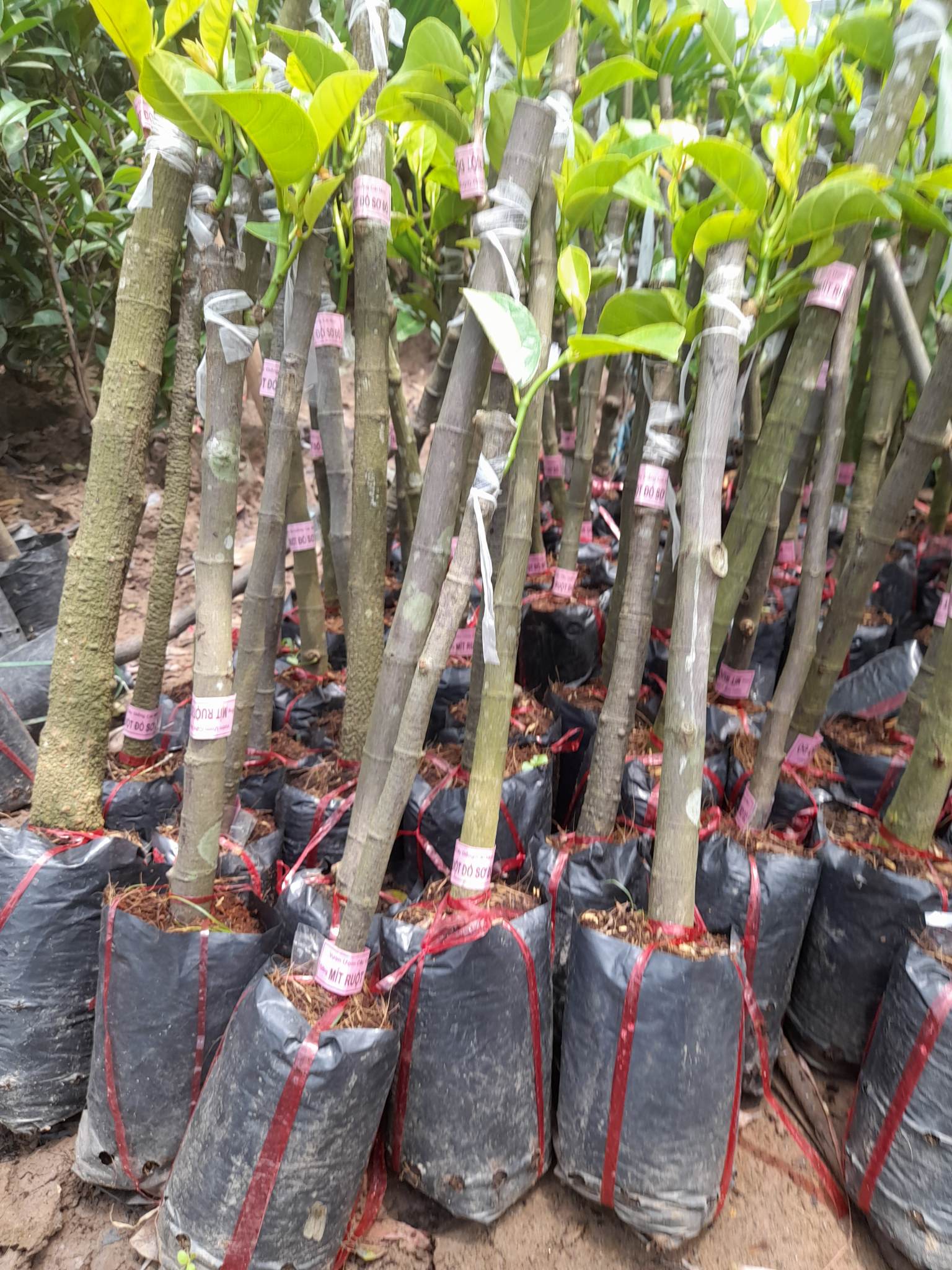 Giống Mít Ruột Đỏ Sơ Đỏ-Cây Ăn Trái+Tặng kèm phân bón