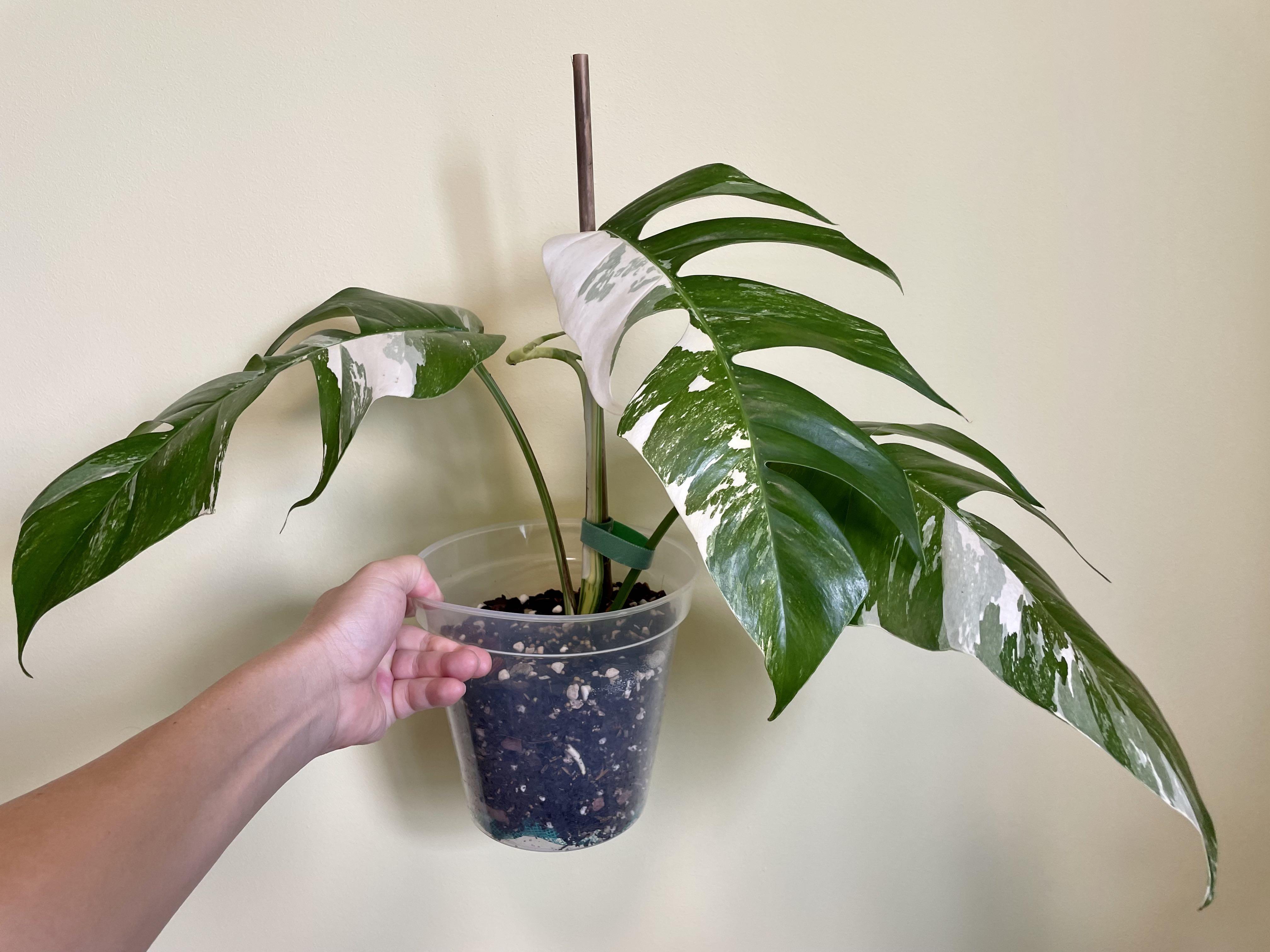 Trầu Bà Lá Xẻ Var (Pinnatum Albo)