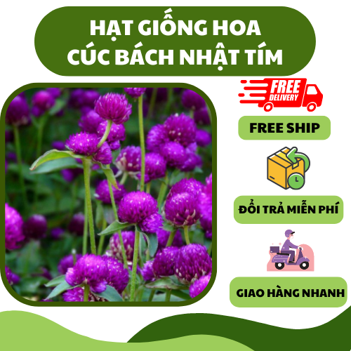 Hạt giống hoa cúc bách nhật tím - hoa đẹp, dễ trồng, trang trí sân vườn"