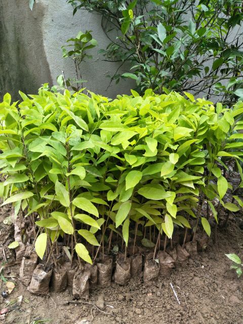 Combob 3 cây na dai giống