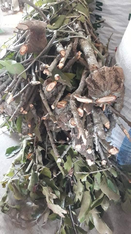 TẦM GỬI GẠO TÍA -1kg