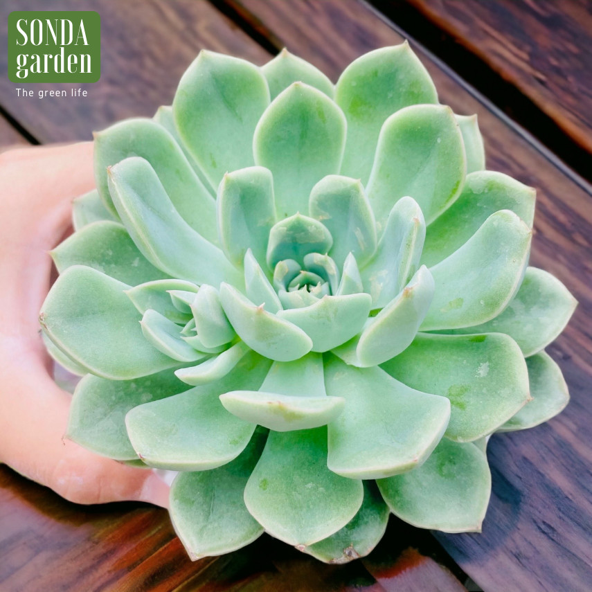 SEN ĐÁ LIÊN ĐÀI TRẮNG SIZE TRUNG BÌNH LỖI 1 ĐỔI 1
