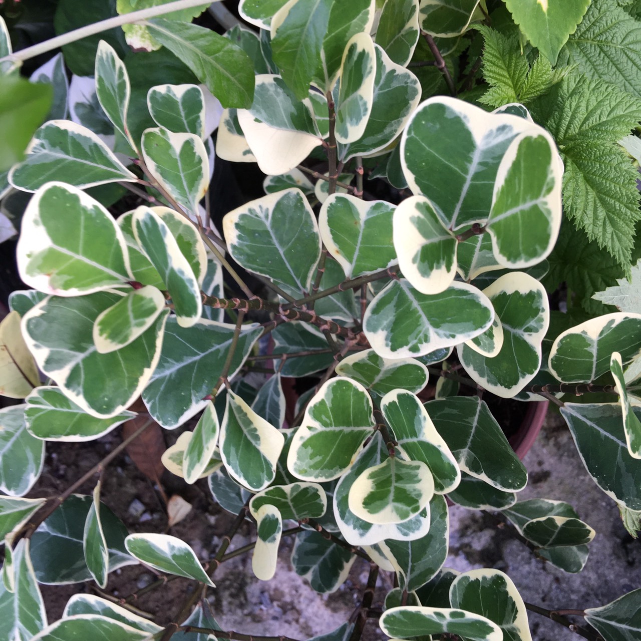 Chậu cây Bàng Lá Tim Cẩm Thạch - Cây để bàn (Ficus deltoidea Jack f. Variegata)