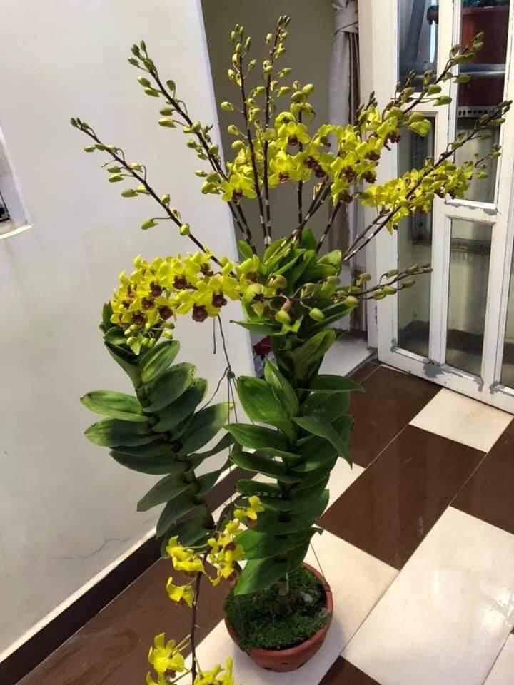 Hoa lan vàng lưỡi đỏ