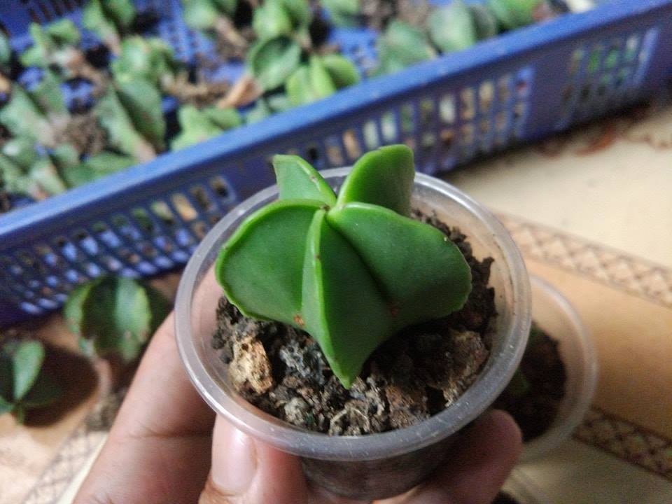 Hạt Giống Xương Rồng Astro ( 20 hạt gói )