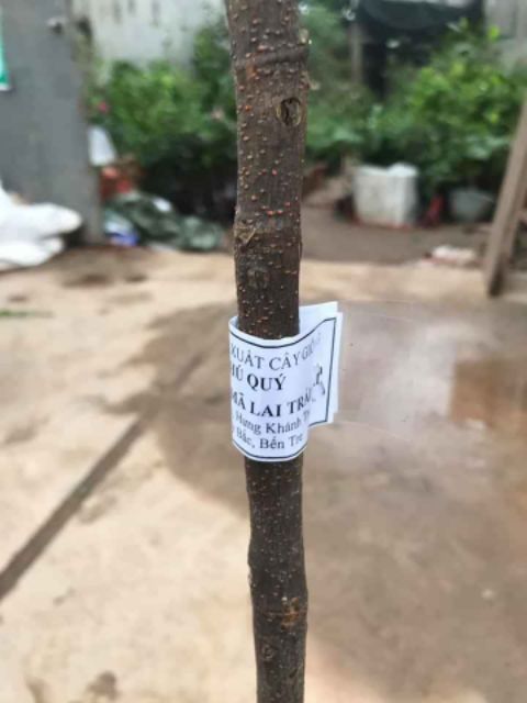 Mít Malaysia Siêu Dài