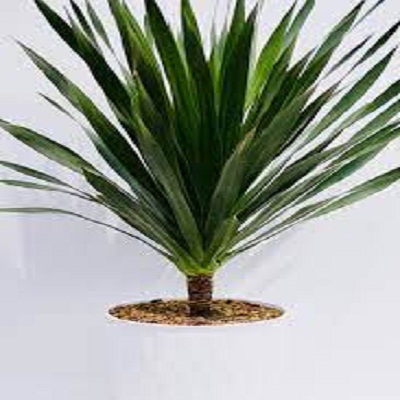 phát tài núi 1 thân đẹp