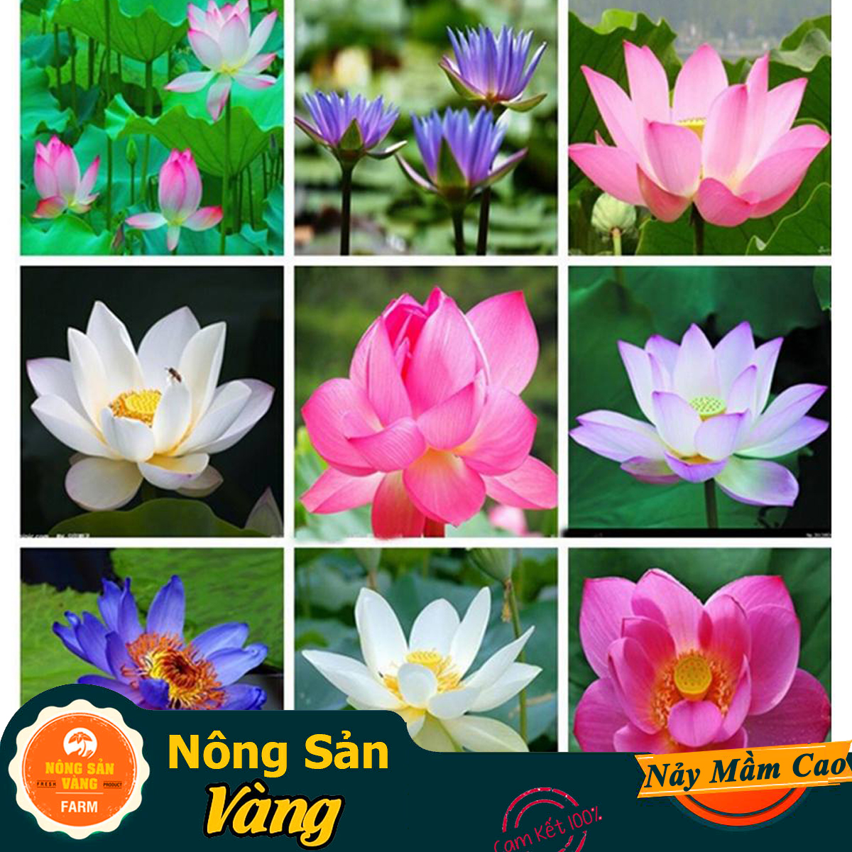 Japanese mini lotus flower seeds easy to grow low care fragrance colorful flower (pack of 10 seeds random color)-shallow yellow