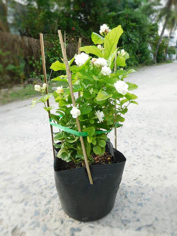 Cây Hoa Lài - Chậu Hoa Cây lài ta được dùng trồng làm cảnh, tạo khóm hoa, bồn