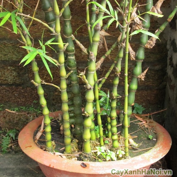 CHẬU TRÚC ĐÙI GÀ, TRÚC PHẬT BÀ SIZE 70CM ẢNH THẬT ( CHẬU 5-6 CÂY)