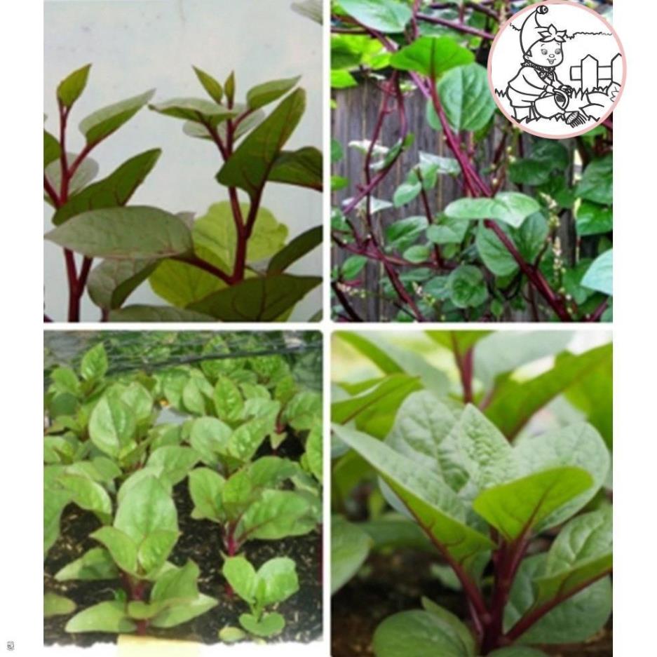 HẠT MỒNG TƠI ĐỎ - GÓI 1 GRAM