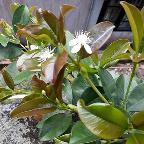 cây cherry Brazil chịu nhiệt