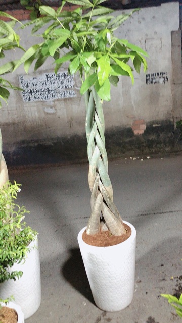 Chậu Cây Kim Ngân Cao 1m2