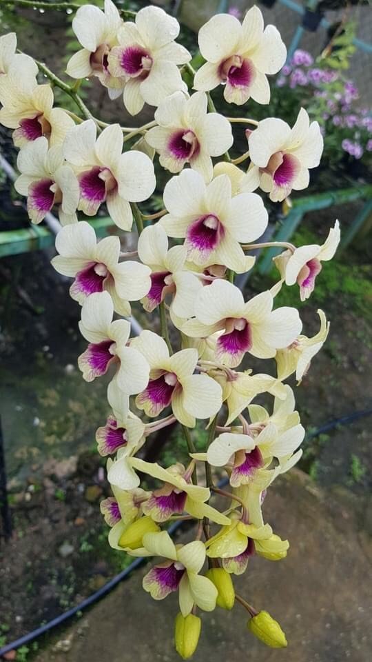 Hoa lan đồng tiền đổi màu