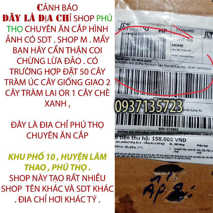 hạt giống cây tràm lai - 1000 gram