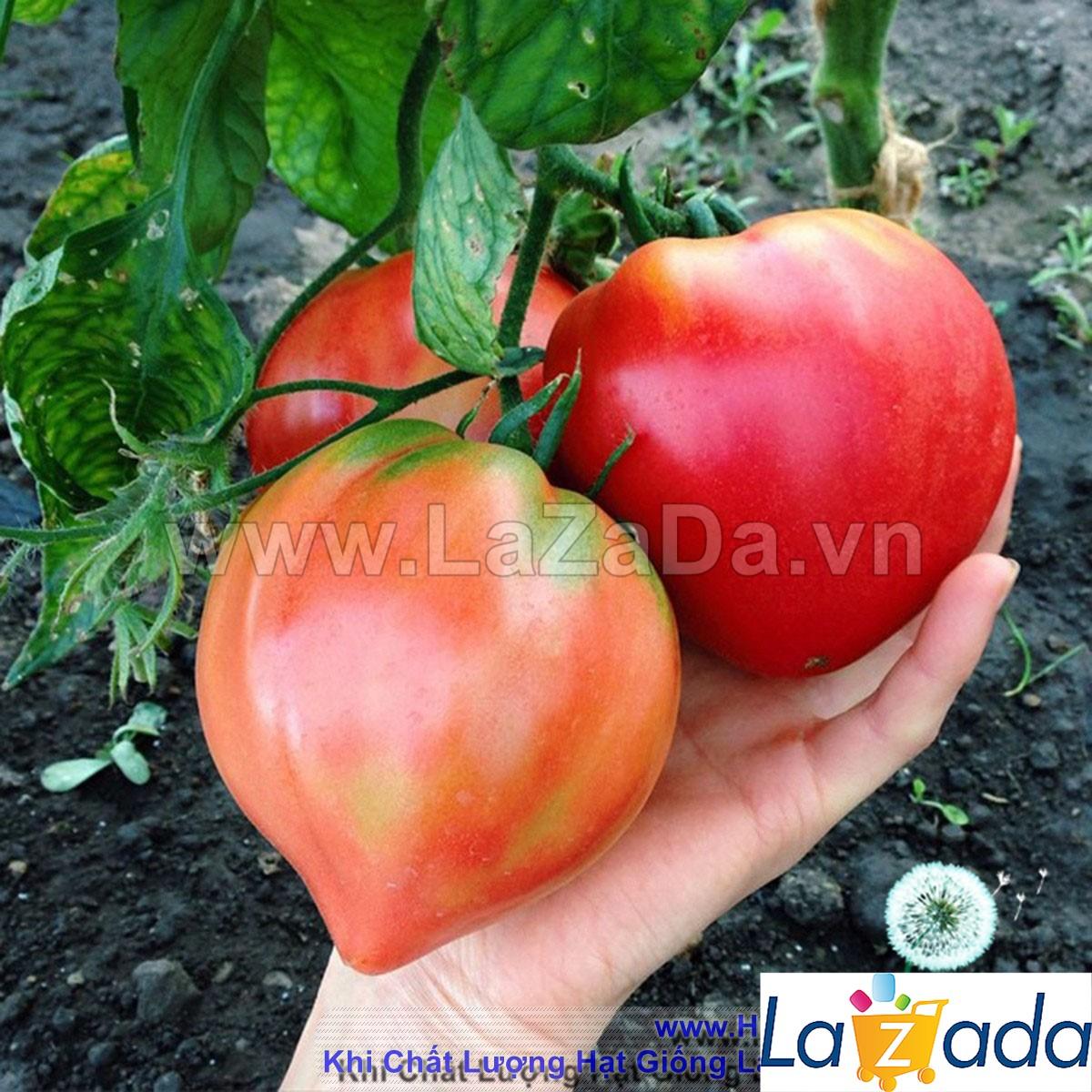 30h Hạt Giống Cà Chua Trái Tim Đỏ (A3.102| B41*W45*M181)