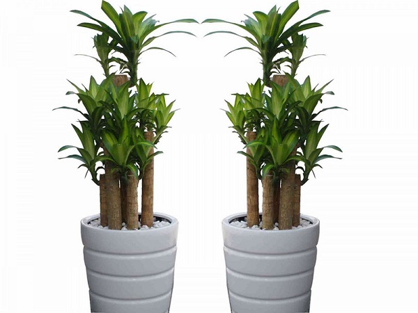 CHẬU Cây thiết mộc lan ghép