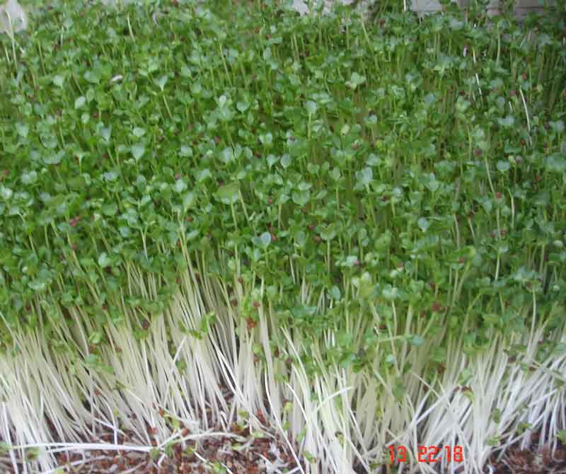 Hạt giống mầm cải ngọt (Tsoi Sim Sprouts)  - Gói 20gram