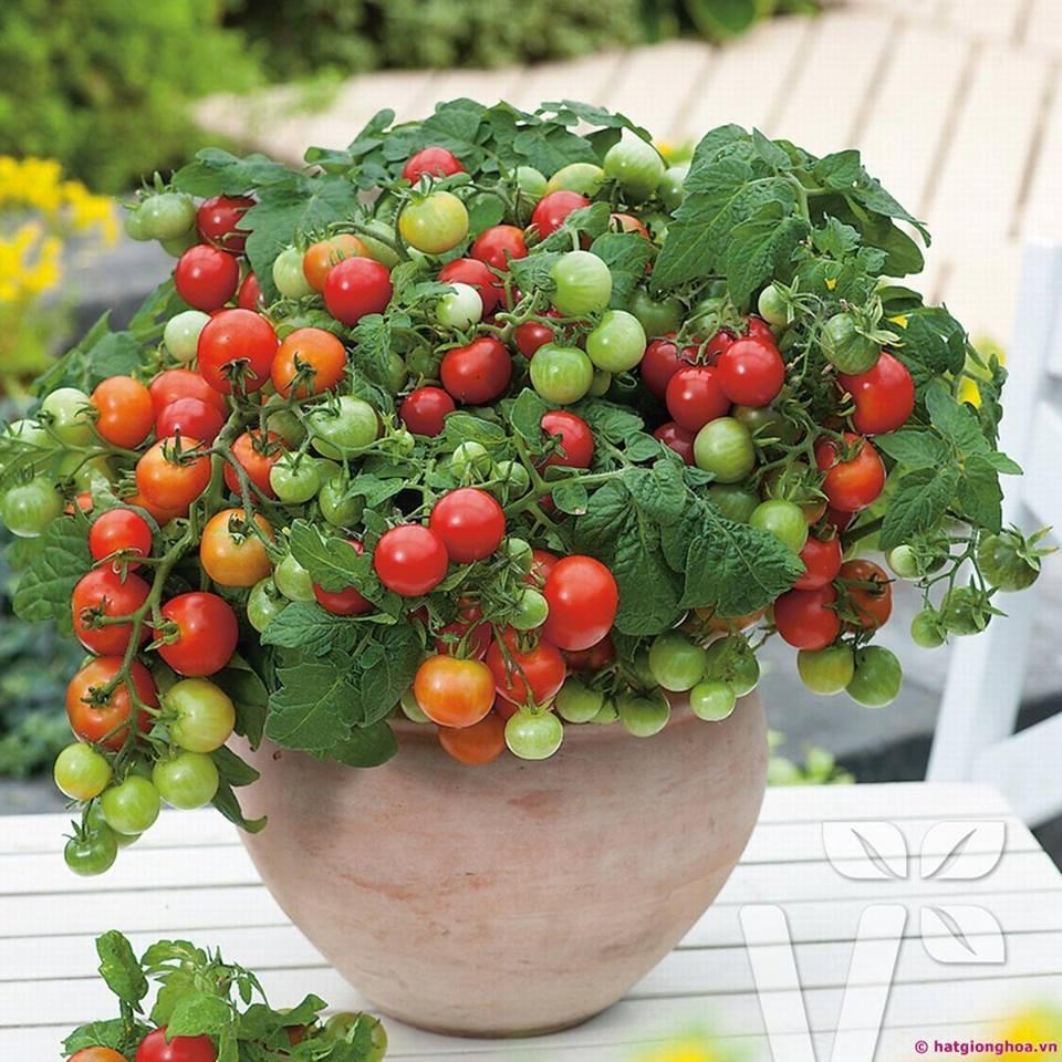 Hạt giống cà chua bi lùn đỏ 30 hạt/gói- ( TẶNG gói kích thích hỗ trợ hạt nảy mầm)